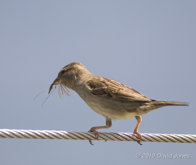 Female House Sparrow with Cranefly, Lizard Point, 11 June - 2
