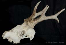 Roe Deer skull found on strandline, 13 June