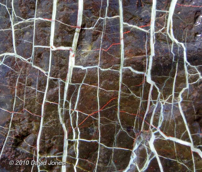 A typical pattern seen on rocks at Porthallow - 1, 15 June