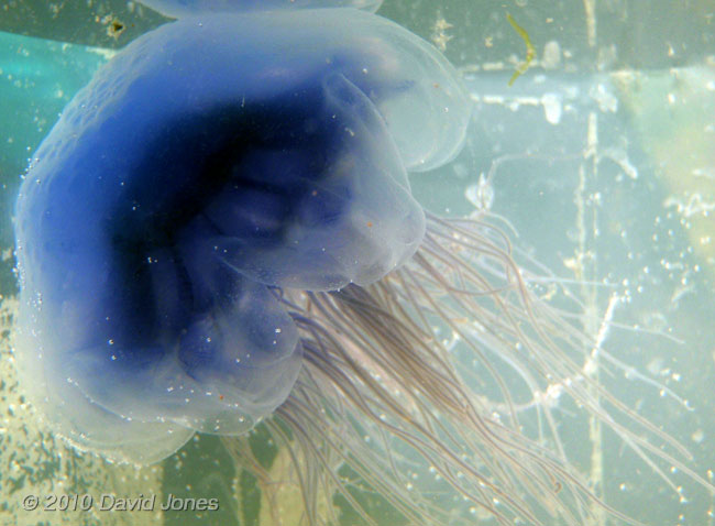 Jellyfish (Cyanae lamarkii) - 3, 16 June