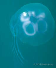Moon Jellyfish (Aurelia aurita) in the sea, 17 June
