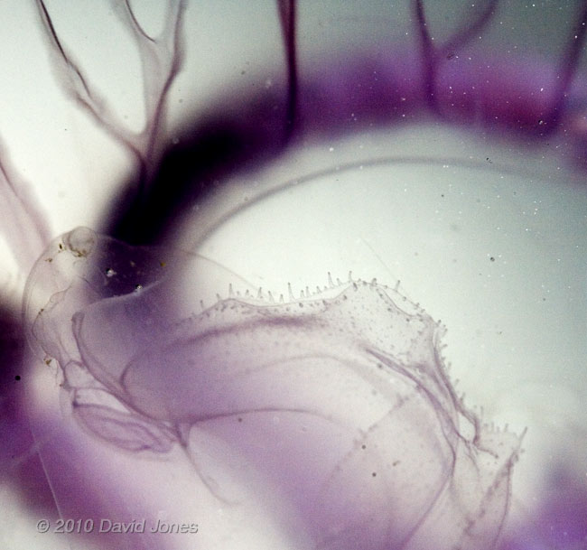 Moon Jellyfish (Aurelia aurita) - close-up showing tentacles, 17 June