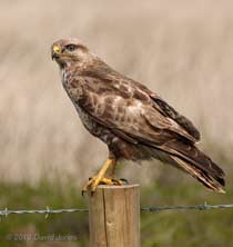 Common Buzzard on Goonhilly Down -(a), 18 June