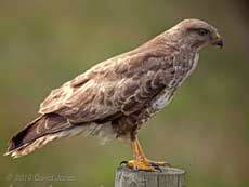 Common Buzzard on Goonhilly Down -(b), 18 June