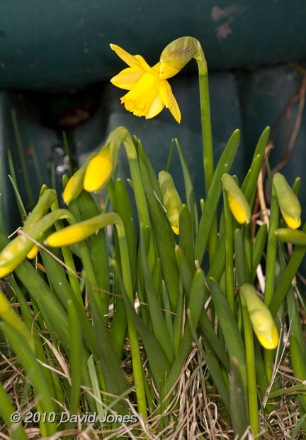  The first daffodil opens, 16 March
