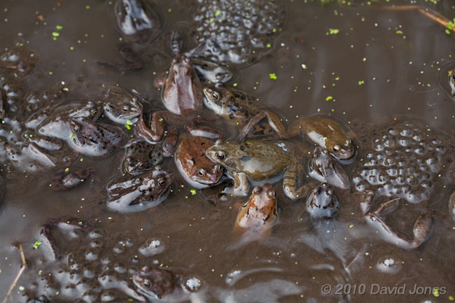 Frogs gather amongst the frogspawn - 1, 16 March