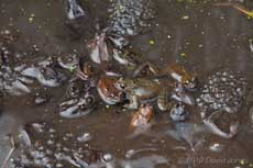 Frogs gather amongst the frogspawn - 1, 18 March