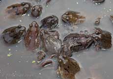 Frogs gather amongst the frogspawn - 2, 18 March