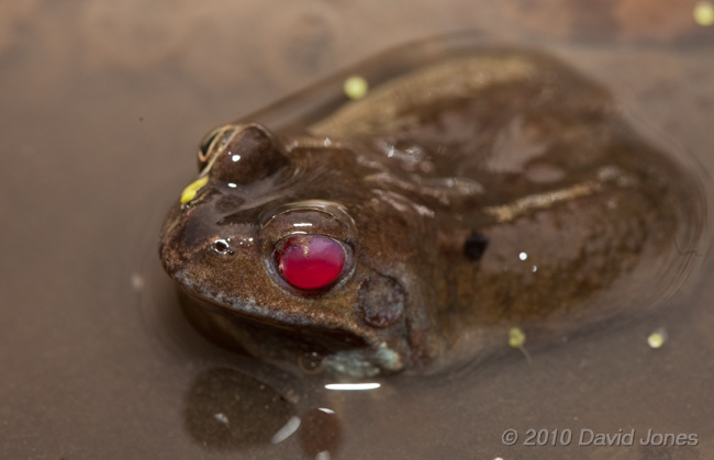  Frog with damaged eye, 18 March - 2