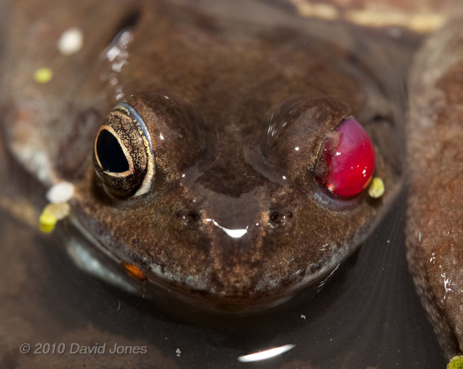  Frog with damaged eye, 18 March - 1