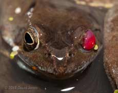  Frog with damaged eye, 18 March