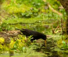 Male Blackbird drinks from pond, 26 March