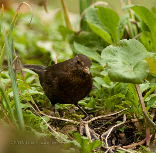 Female Blackbird forages near small pond, 25 March