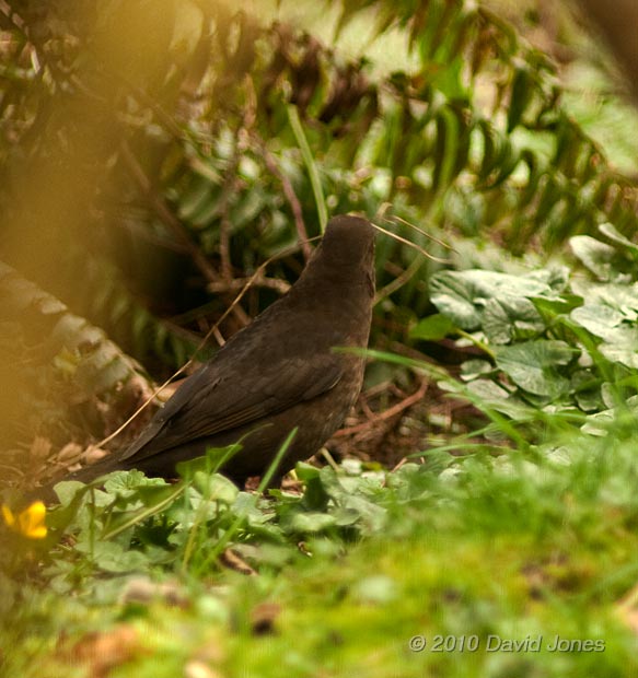 Female Blackbird with dried grass for her nest, 25 March