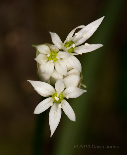 Wild Garlic comes into flower, 9 May