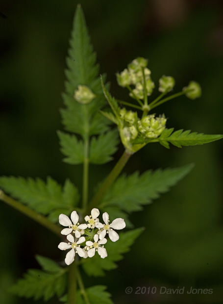 Hedge Parsley comes into flower, 9 May