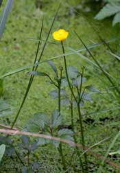 A Field Buttercup comes into flower in the big pond, 19 May