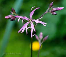 Ragged Robin comes into flower, 19 May 2010