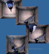 Sequence showing interaction between Great Tit pair in nestbox-1