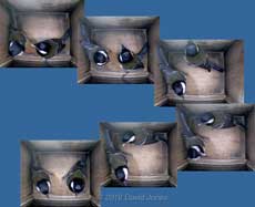Sequence showing interaction between Great Tit pair in nestbox-3