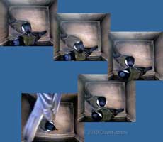 Sequence showing interaction between Great Tit pair in nestbox-6