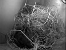 The House Sparrows roosting tonight, 1 April