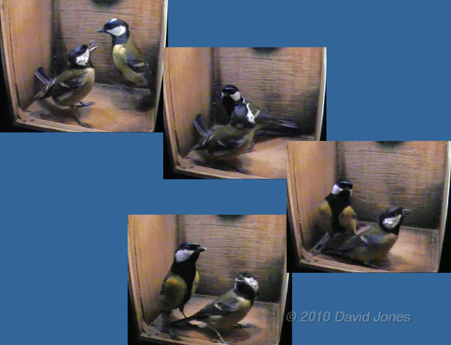 Interactions between the Great Tit pair at 7.44am - 4