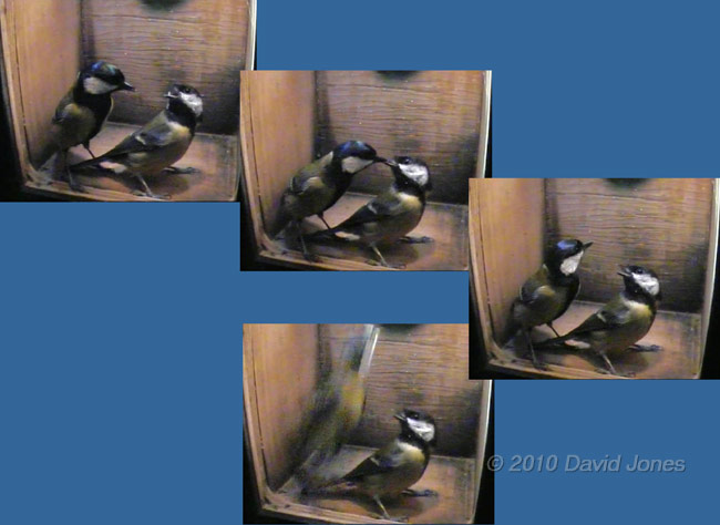 Interactions between the Great Tit pair at 7.44am - 5