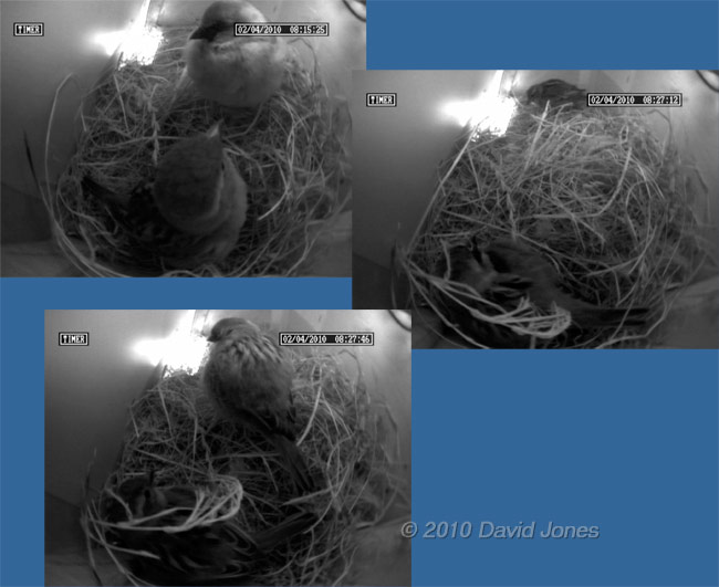 The Sparrow pair in their nest box this morning, 2 April