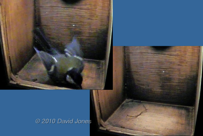 Female Great Tit shuffles after delivery of moss 'root', 3 April