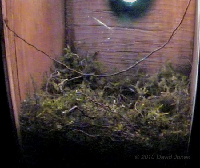 Great Tit nest at the end of the day, 6 April - 1