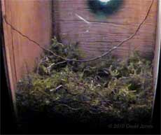 Great Tit nest at the end of the day, 6 April