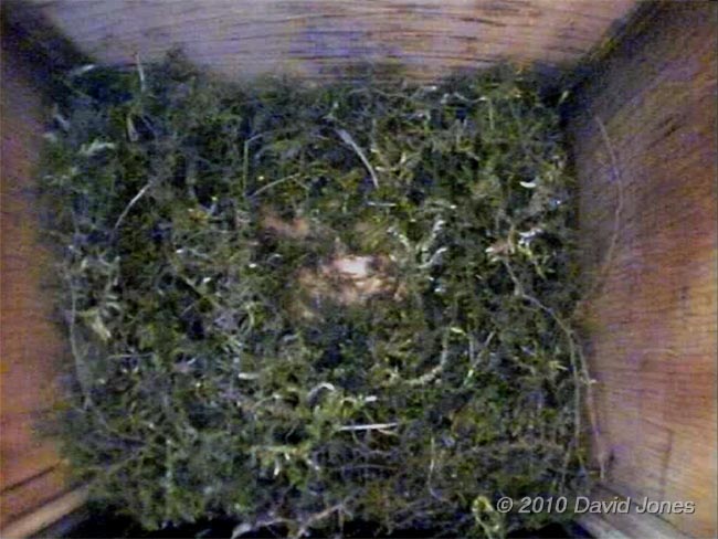 Great Tit nest at the end of the day, 6 April - 2