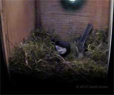 Great Tit female rests in her partly built nest, 7 April
