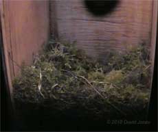Great Tits' partly built nest tonight, 7 April