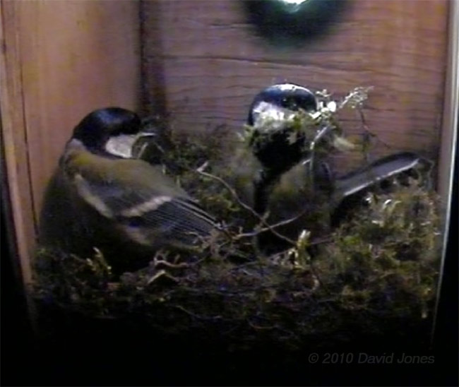 Great Tit pair in partly built nest, 7 April