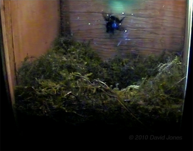 A bumblebee in the Great Tit box this afternoon, 8 April