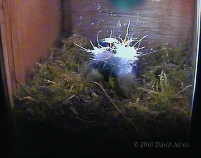 First delivery of hair to the Great Tit nest, 9 April