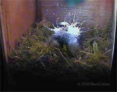 First delivery of hair to the Great Tit nest, 9 April