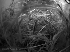 The Sparrows'nest tonight, 26 April 2010