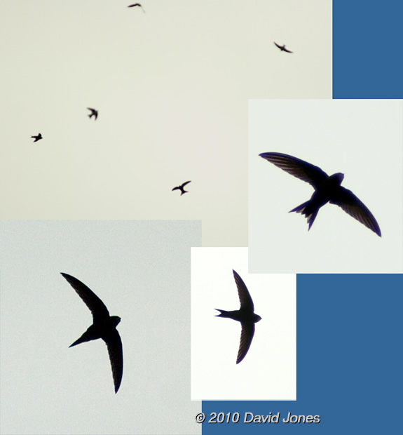 Swifts overhead, 29 April, 2010