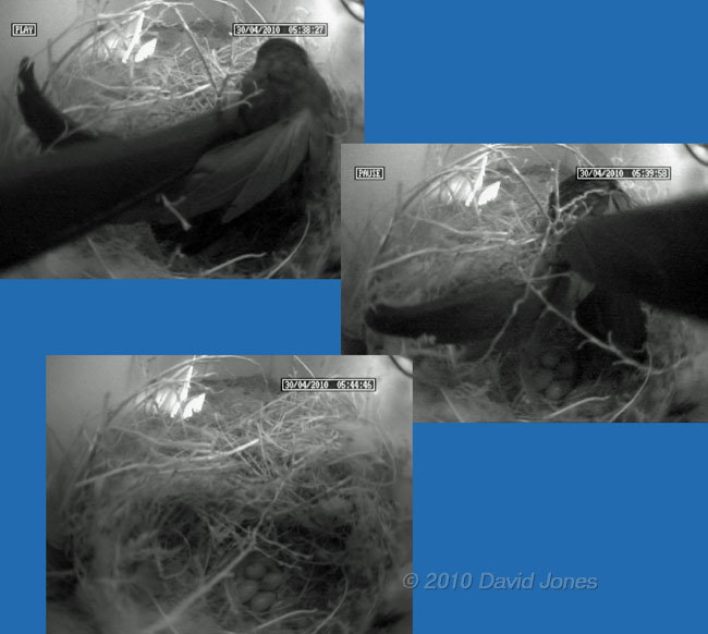 Swift reveals the Sparrow eggs when she leaves at dawn - 30 April