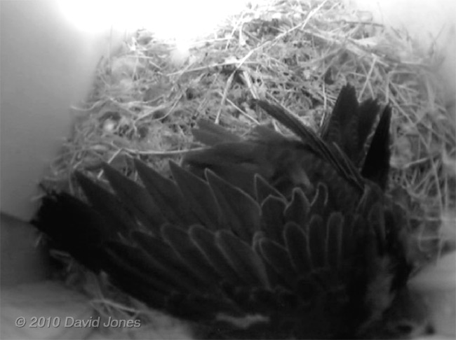 Swift chicks (22 days old) in SW(UP) - wing stretching, 1 July - 2