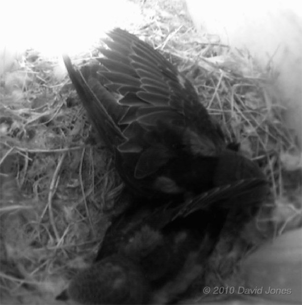 Swift chicks (22 days old) in SW(UP) - wing stretching, 1 July - 3