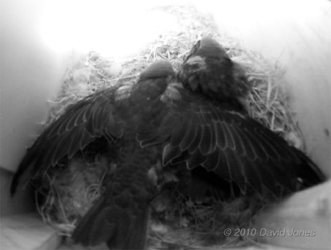 Swift chicks (22 days old) in SW(UP) - wing stretching, 1 July - 1