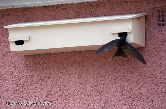A Swift about to enter a neighbour's nest box, 1 July