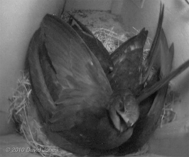 Swift family in SW(UP) tonight - 2: a chick yawns, 10 July