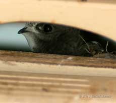 A Swift chick looks out of SW(UP), 13 July