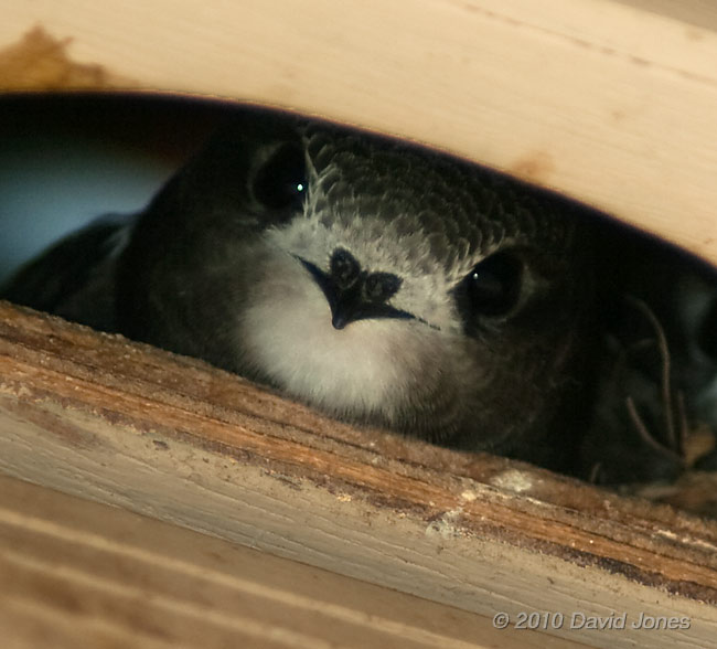 The Swift chicks in SW(UP) looking out, 14 July - 2 (cropped image)