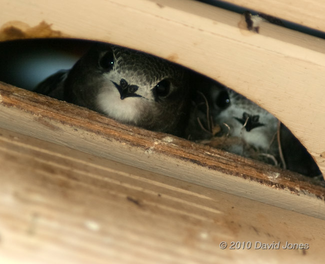 The Swift chicks in SW(UP) looking out, 14 July - 2